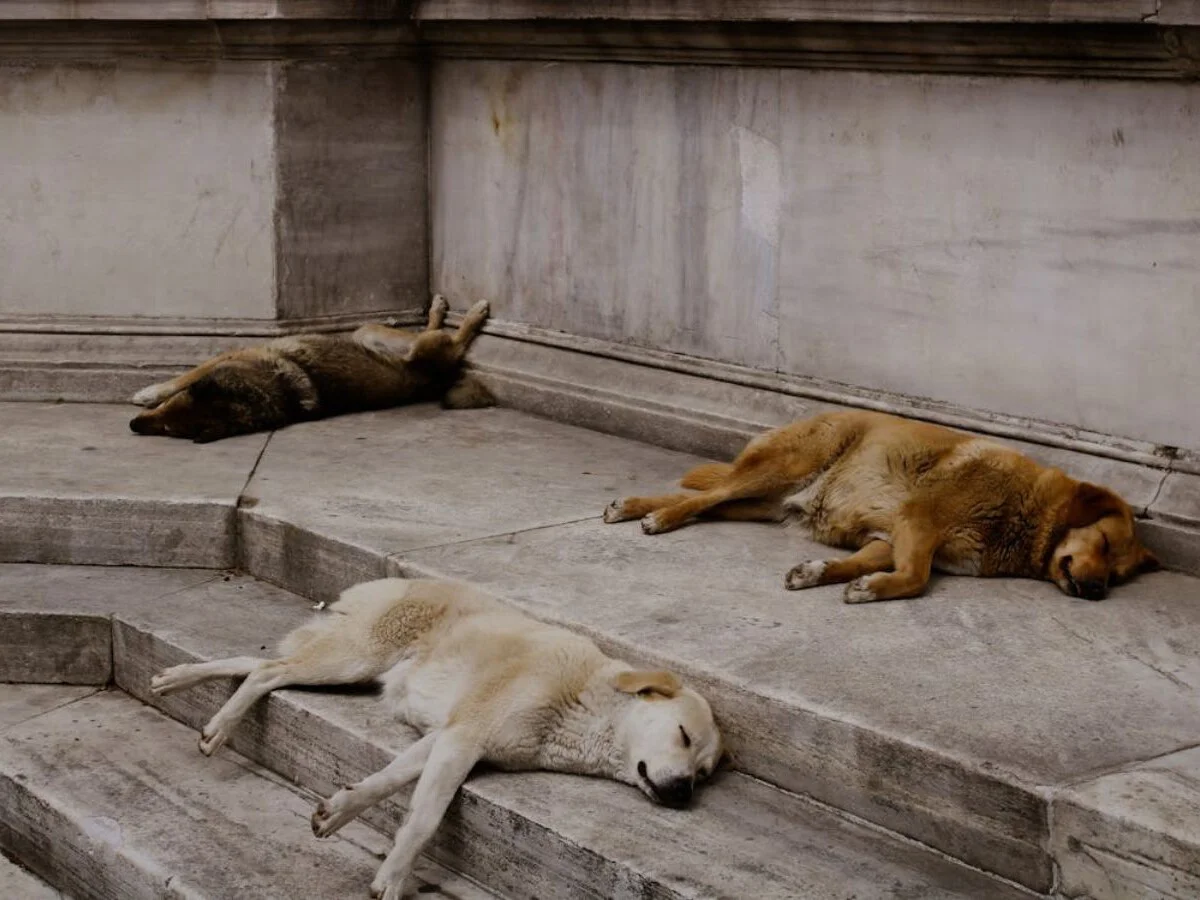 México revisa norma que permitía sacrificar perros: crisis de abandono animal